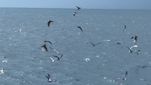 Common Tern - ML645373788