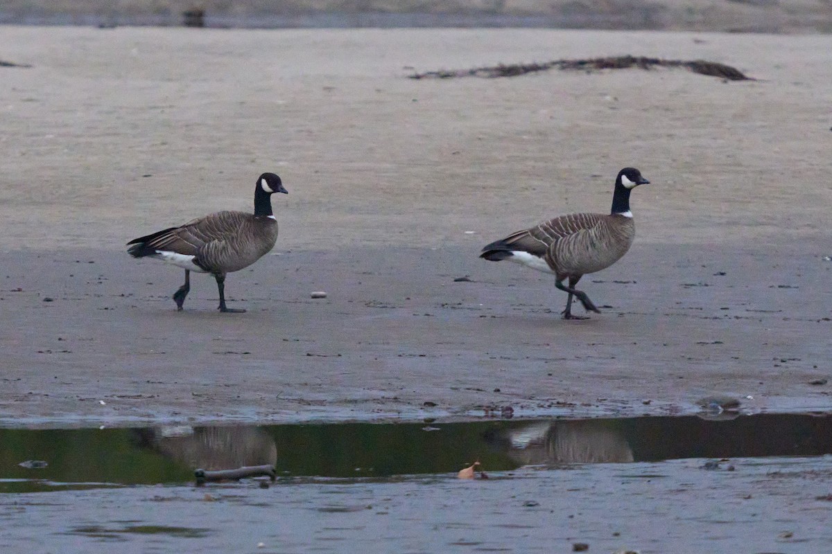 Cackling Goose (Aleutian) - ML645373790
