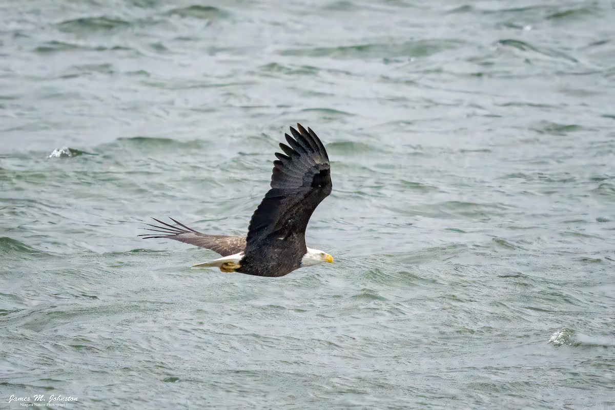 Bald Eagle - ML645373796