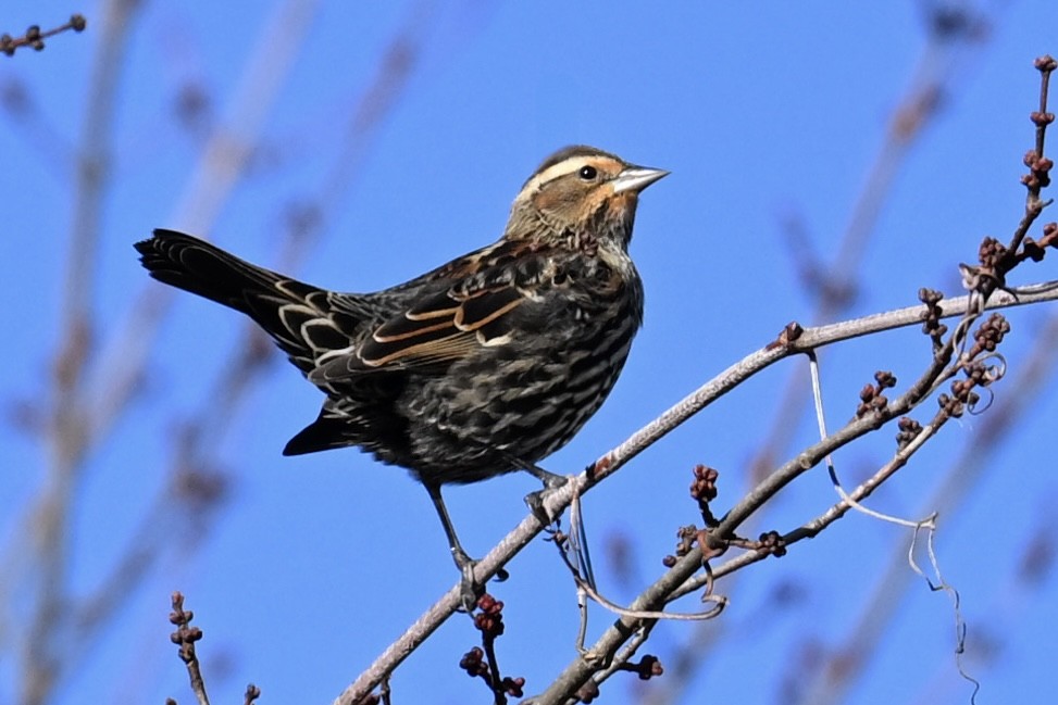 Red-winged Blackbird (Red-winged) - ML645373797