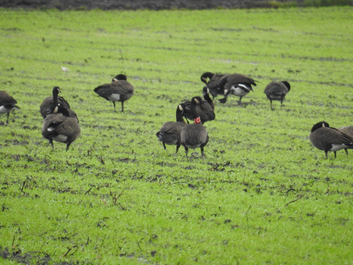 Canada Goose (occidentalis/fulva) - ML645373798