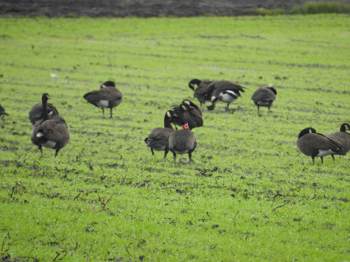 Canada Goose (occidentalis/fulva) - ML645373800