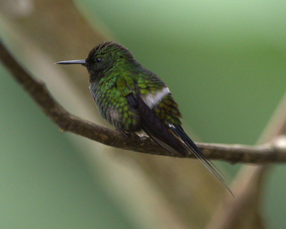 Green Thorntail - ML645373802