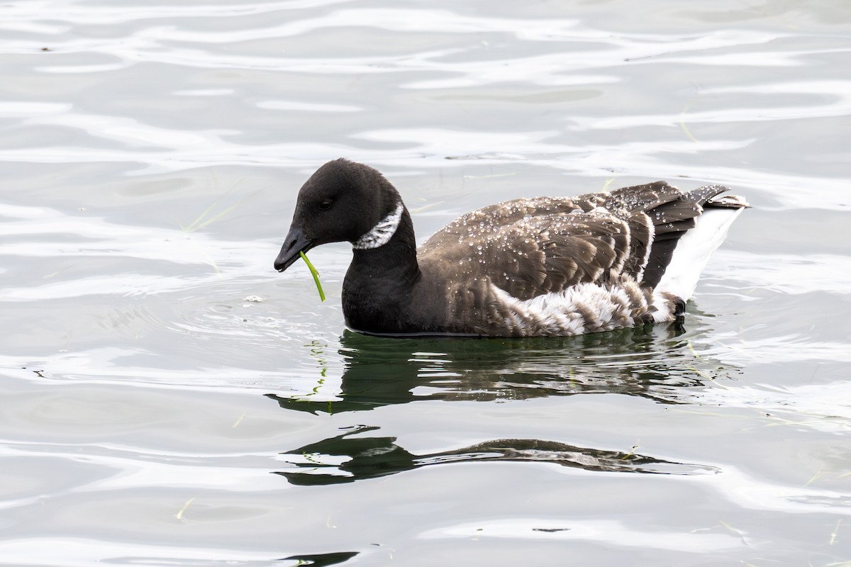Brant - ML645373803