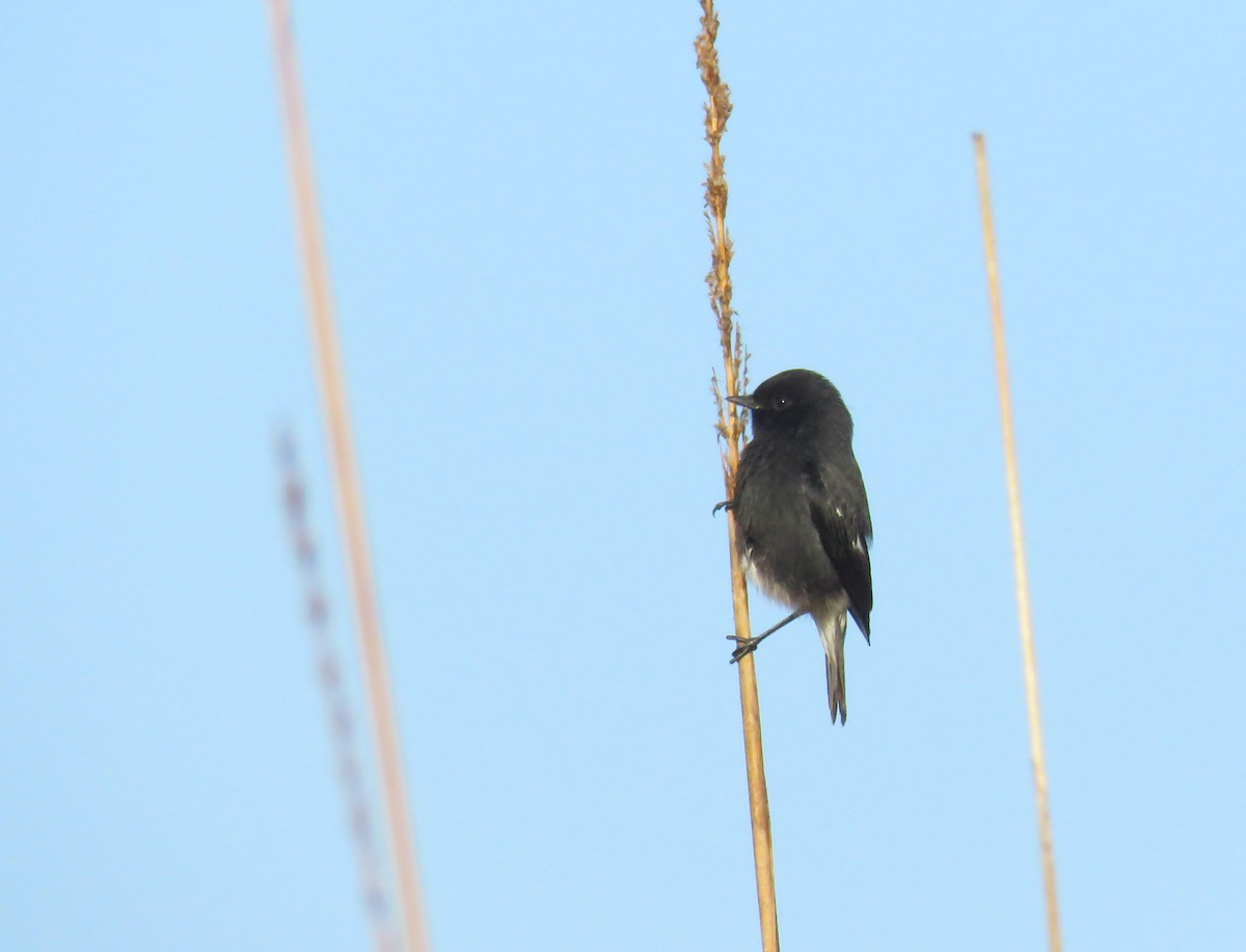 Pied Bushchat - ML645373804