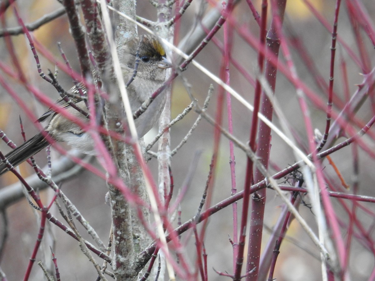 Golden-crowned Sparrow - ML645373805