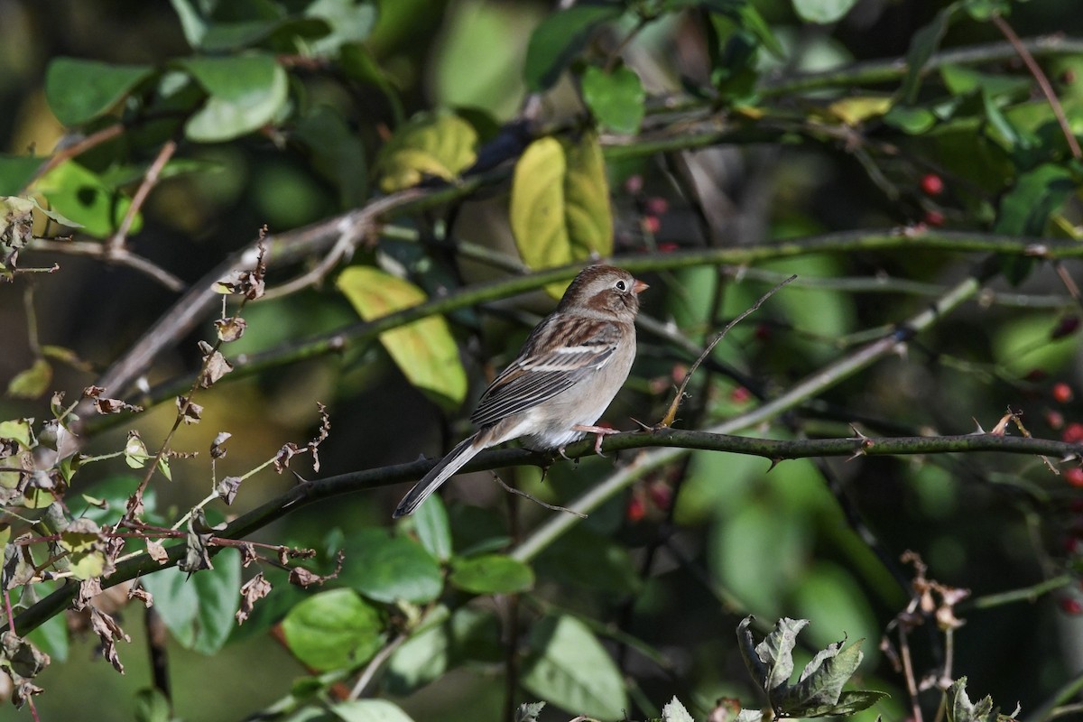Field Sparrow - ML645373806
