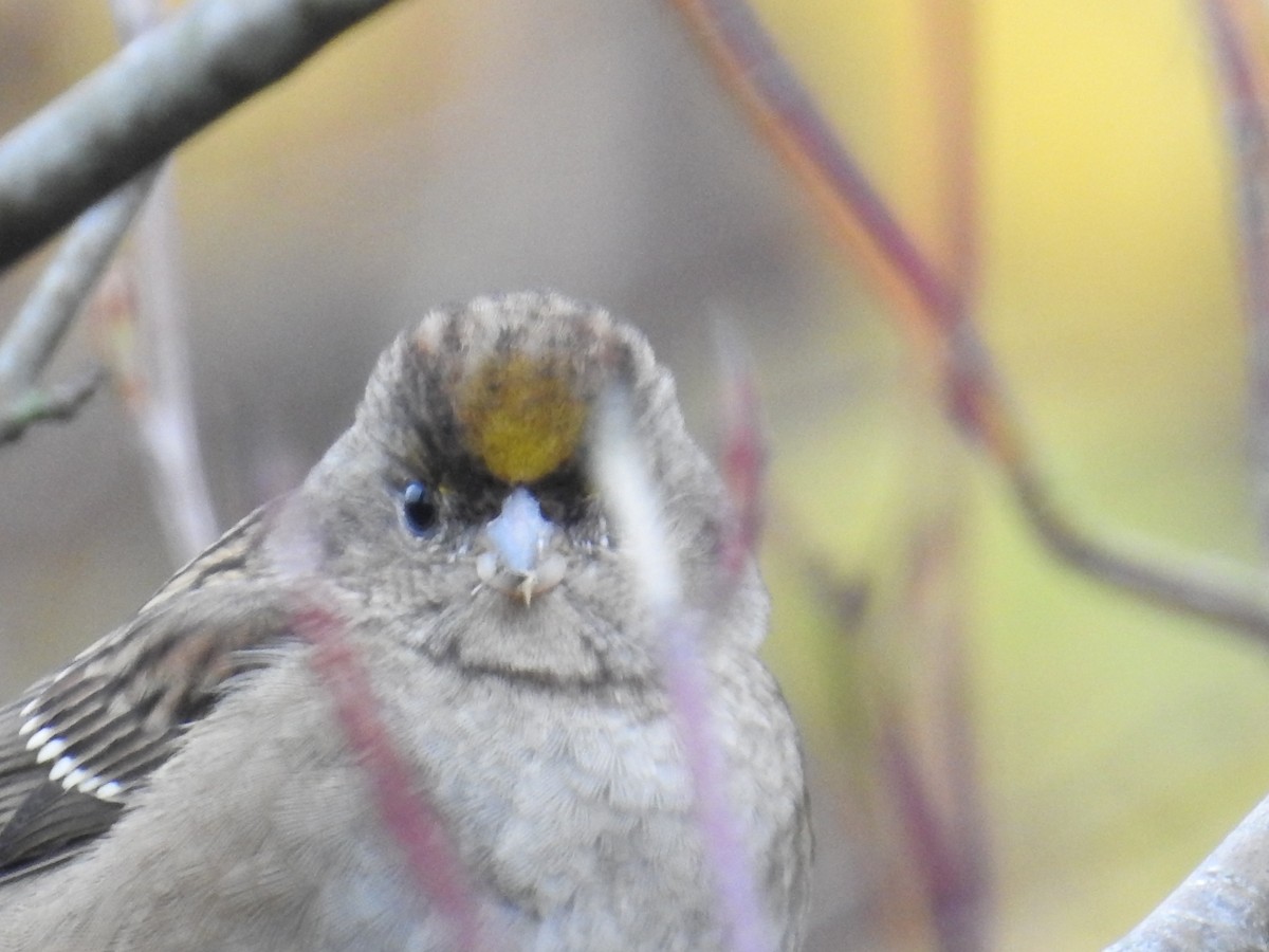 Golden-crowned Sparrow - ML645373807