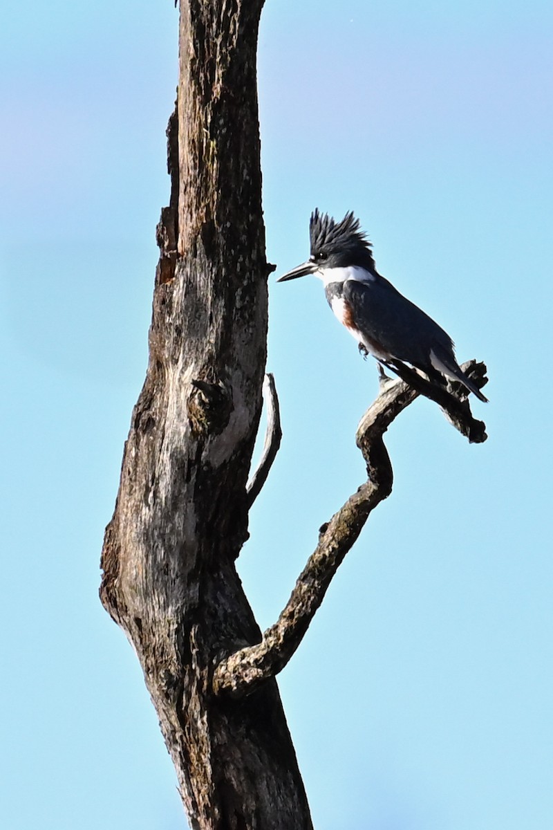 Belted Kingfisher - ML645373808