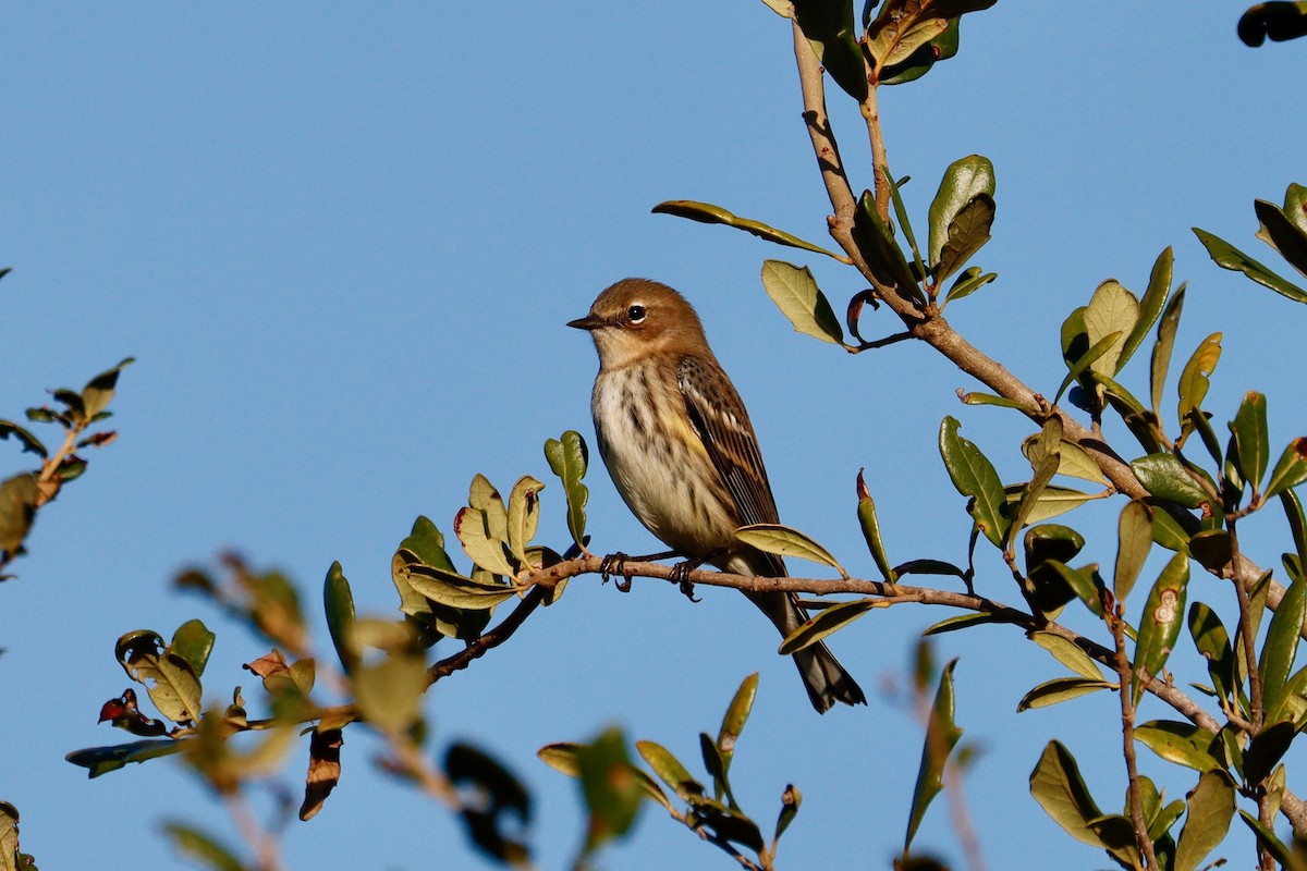 Yellow-rumped Warbler - ML645373809
