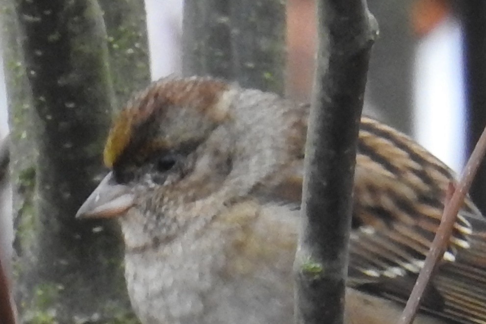 Golden-crowned Sparrow - ML645373810