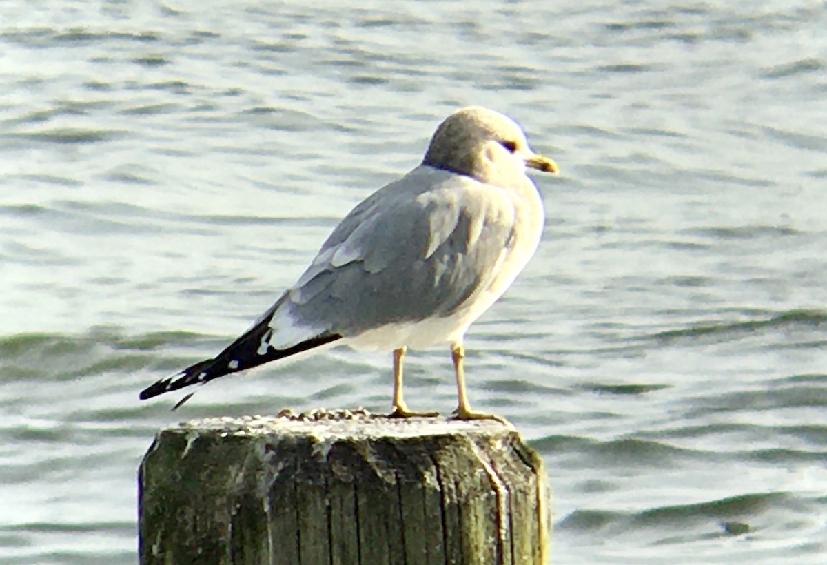 Short-billed Gull - ML645373811