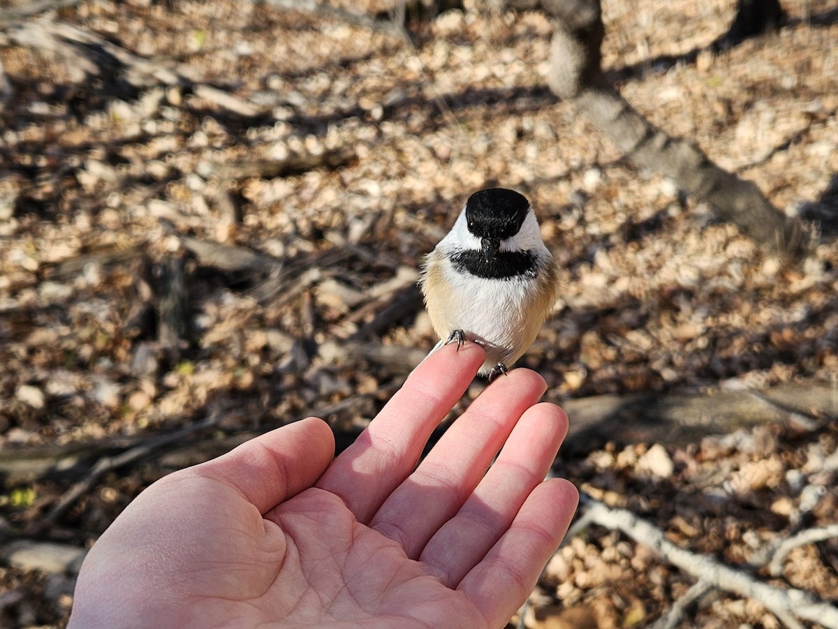 Black-capped Chickadee - ML645373813