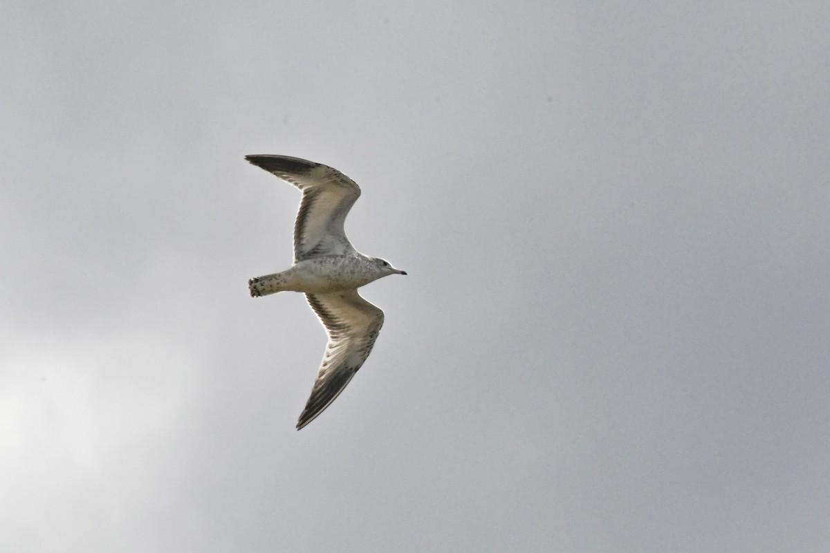 Ring-billed Gull - ML645373815