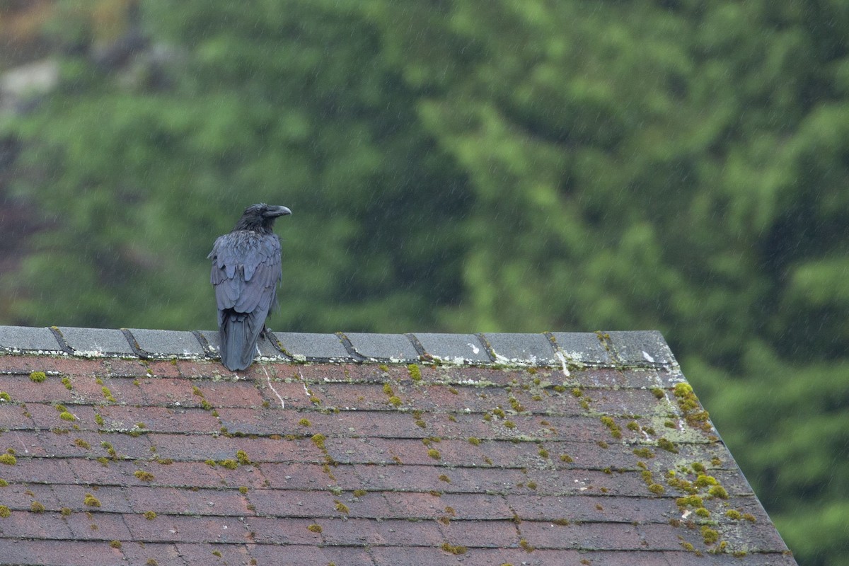 Common Raven - ML645373816