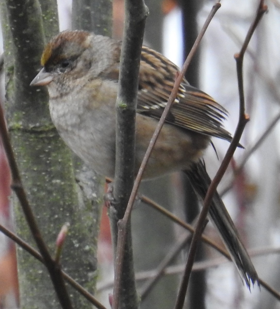 Golden-crowned Sparrow - ML645373817