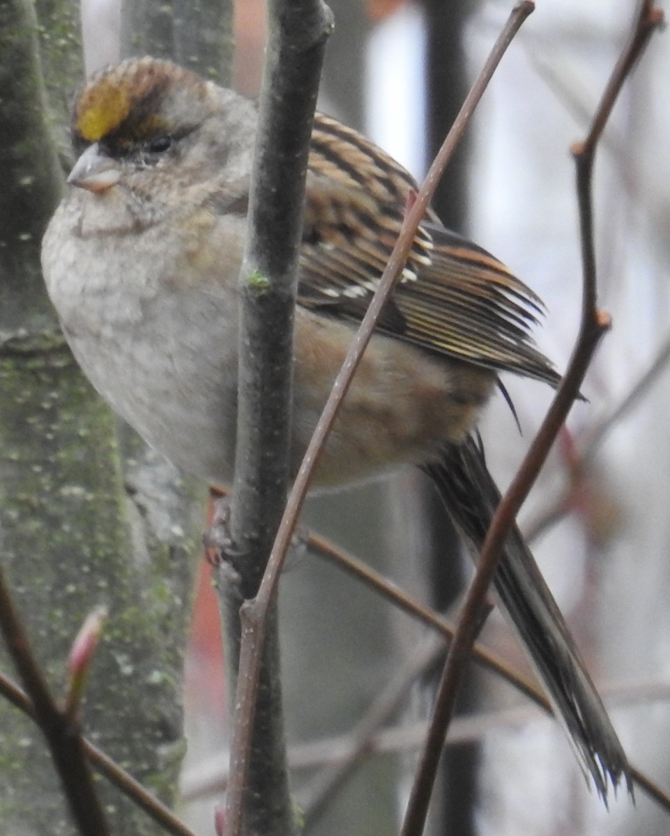 Golden-crowned Sparrow - ML645373818