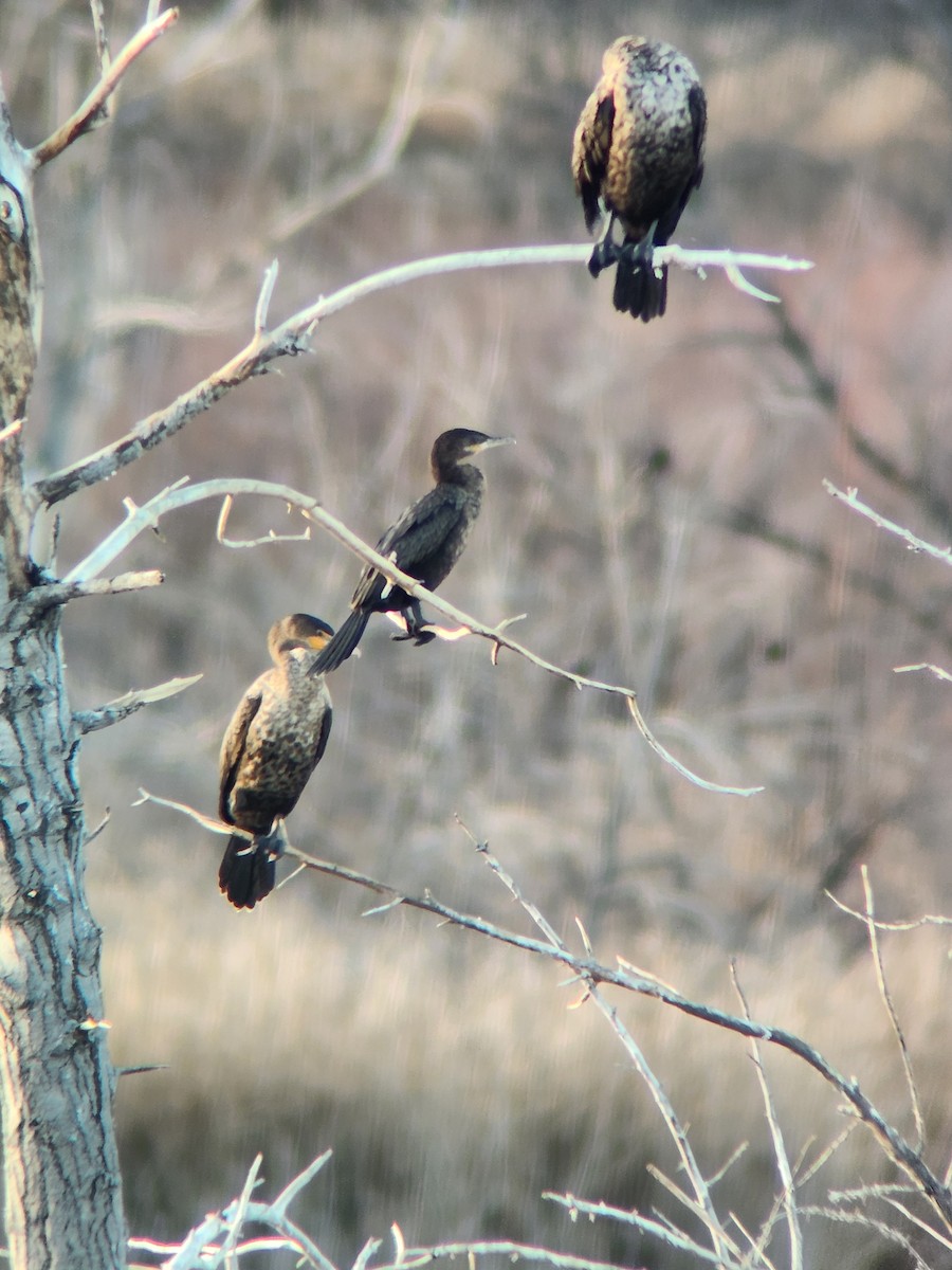 Neotropic Cormorant - ML645373820