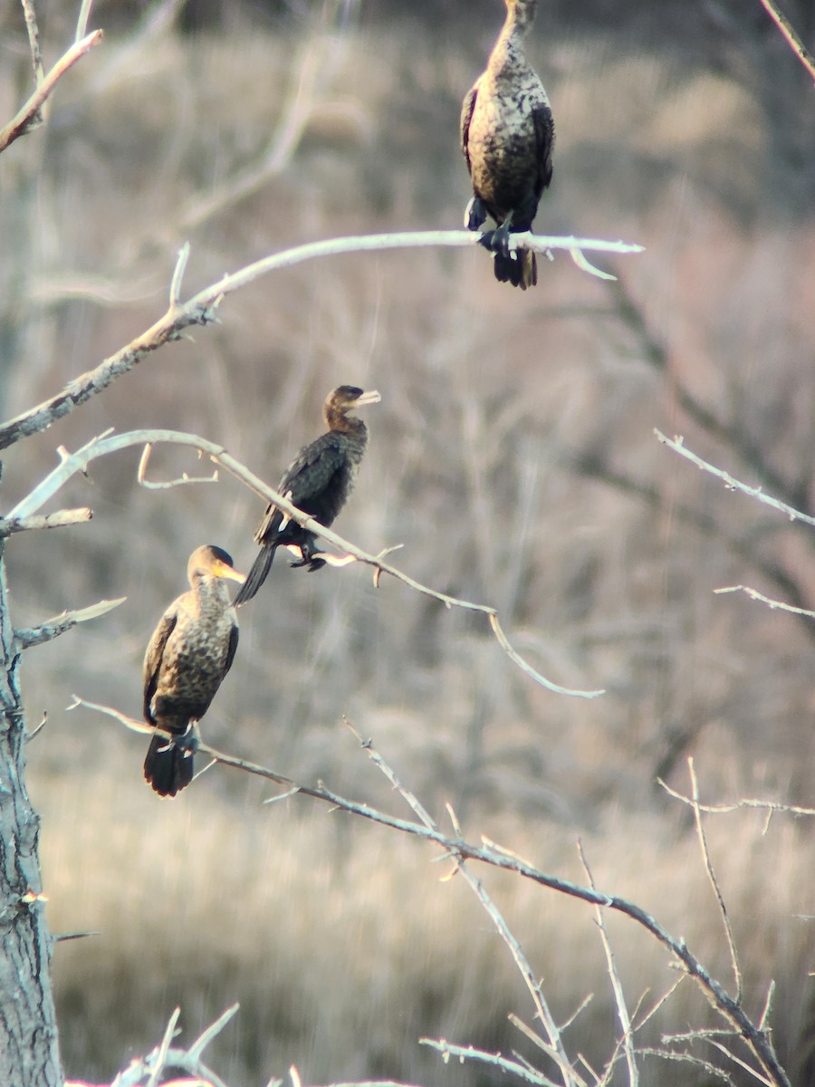 Neotropic Cormorant - ML645373821