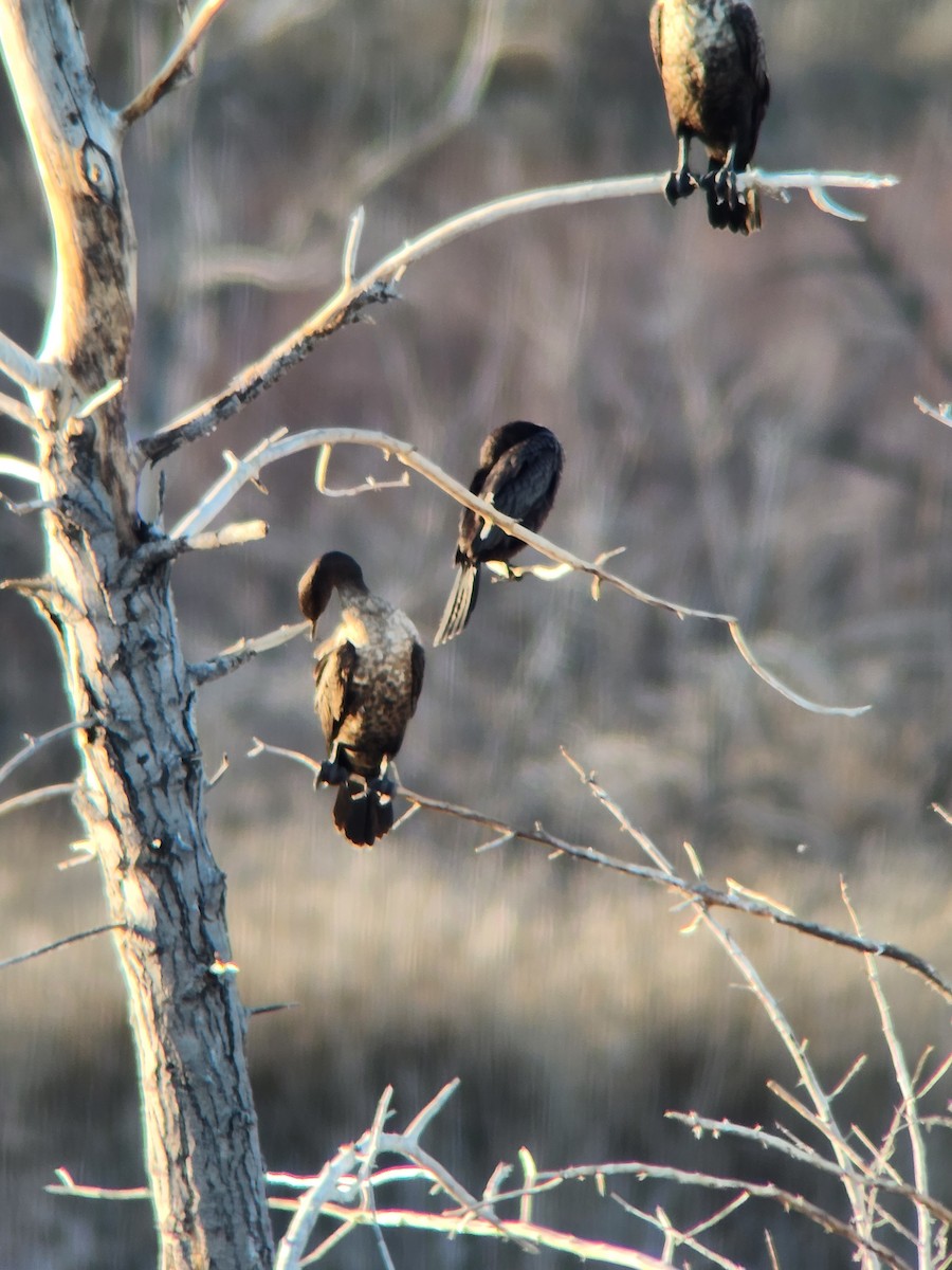 Neotropic Cormorant - ML645373822
