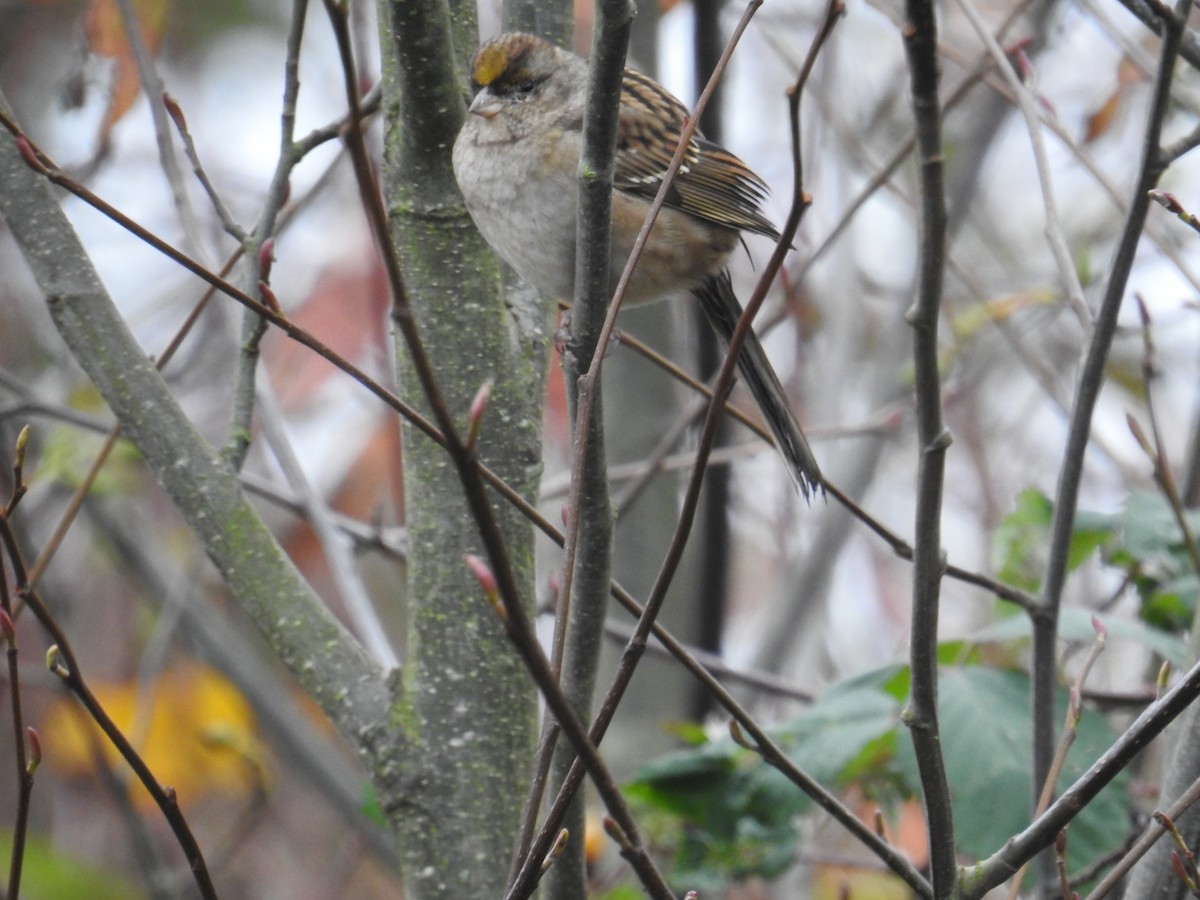 Golden-crowned Sparrow - ML645373823