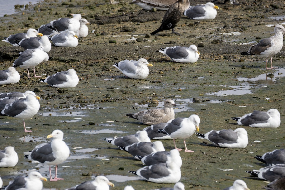 American Herring Gull - ML645373824