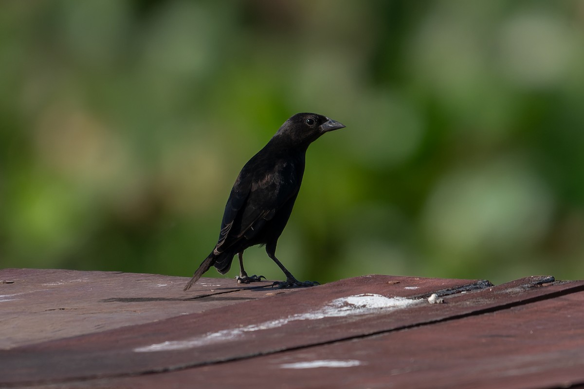 Shiny Cowbird - ML645373825