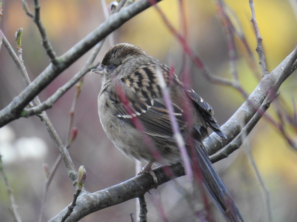 Golden-crowned Sparrow - ML645373826
