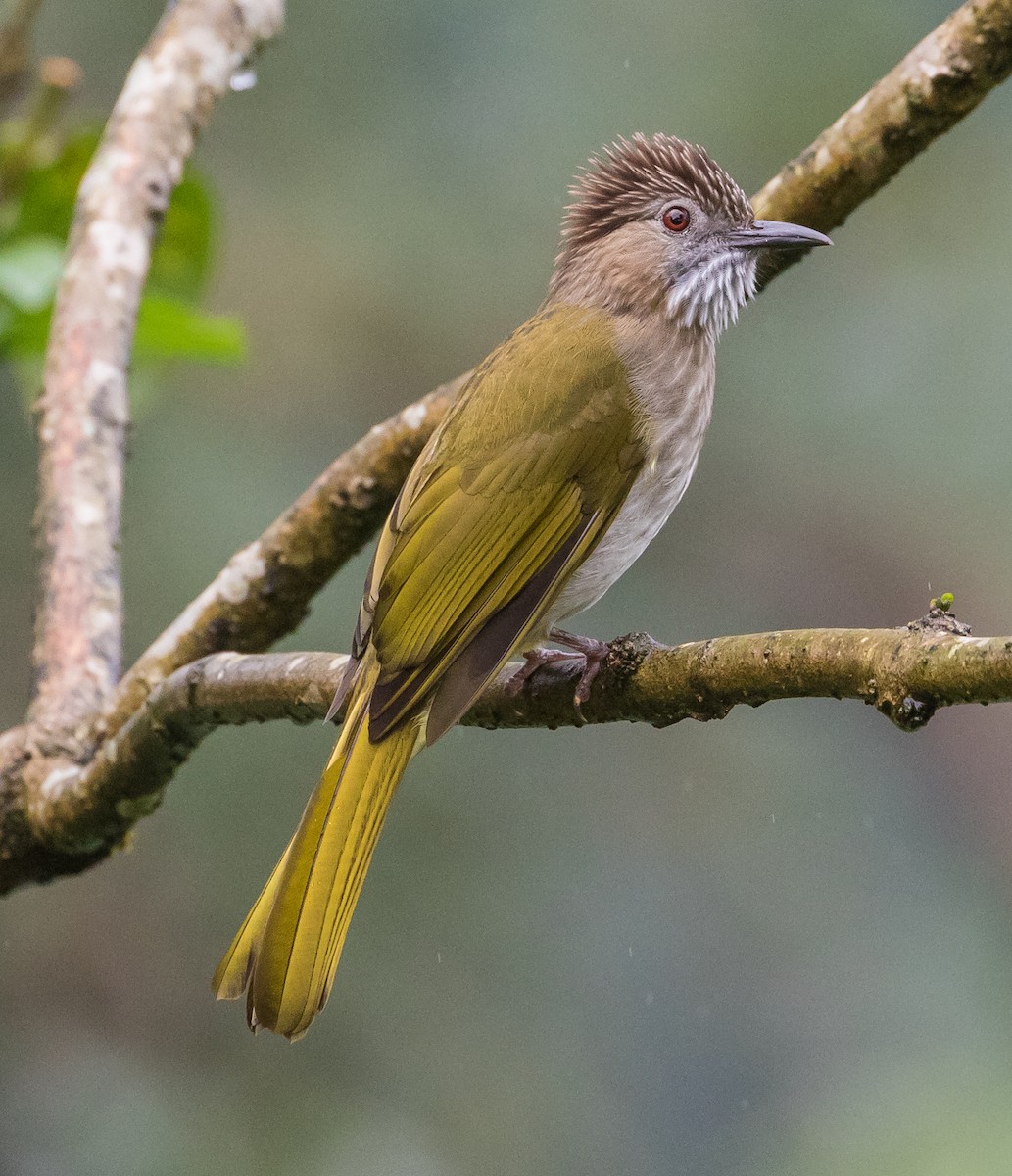 Mountain Bulbul - ML645373828