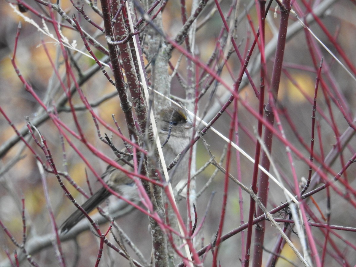 Golden-crowned Sparrow - ML645373837