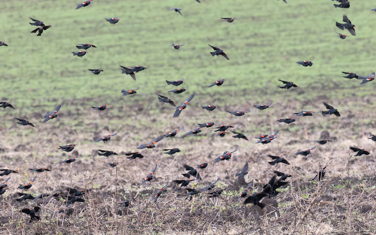 Tricolored Blackbird - ML645373839