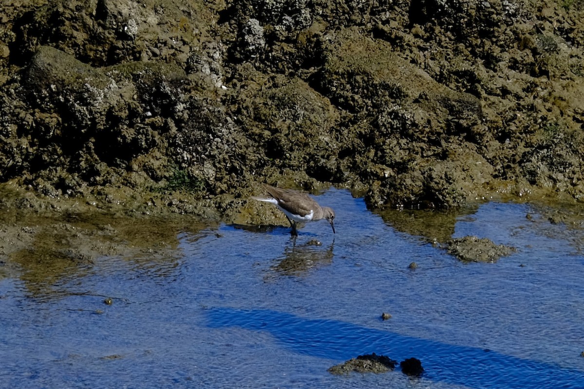 Common Sandpiper - ML645373841