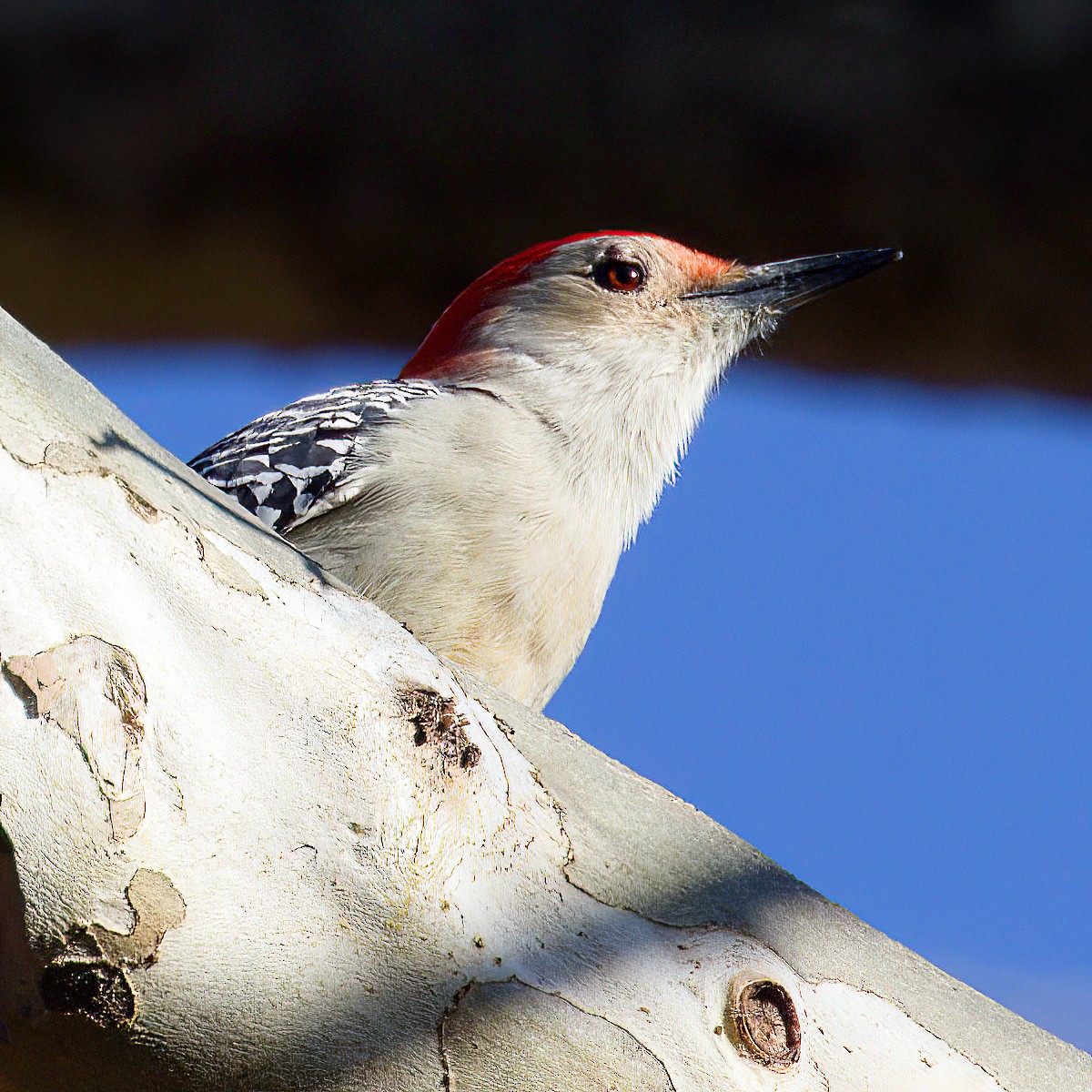Carpintero de Carolina - ML645373852