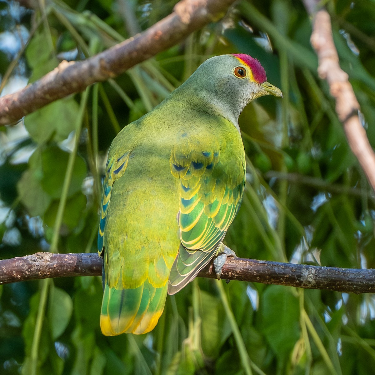 Rose-crowned Fruit-Dove - ML645373863