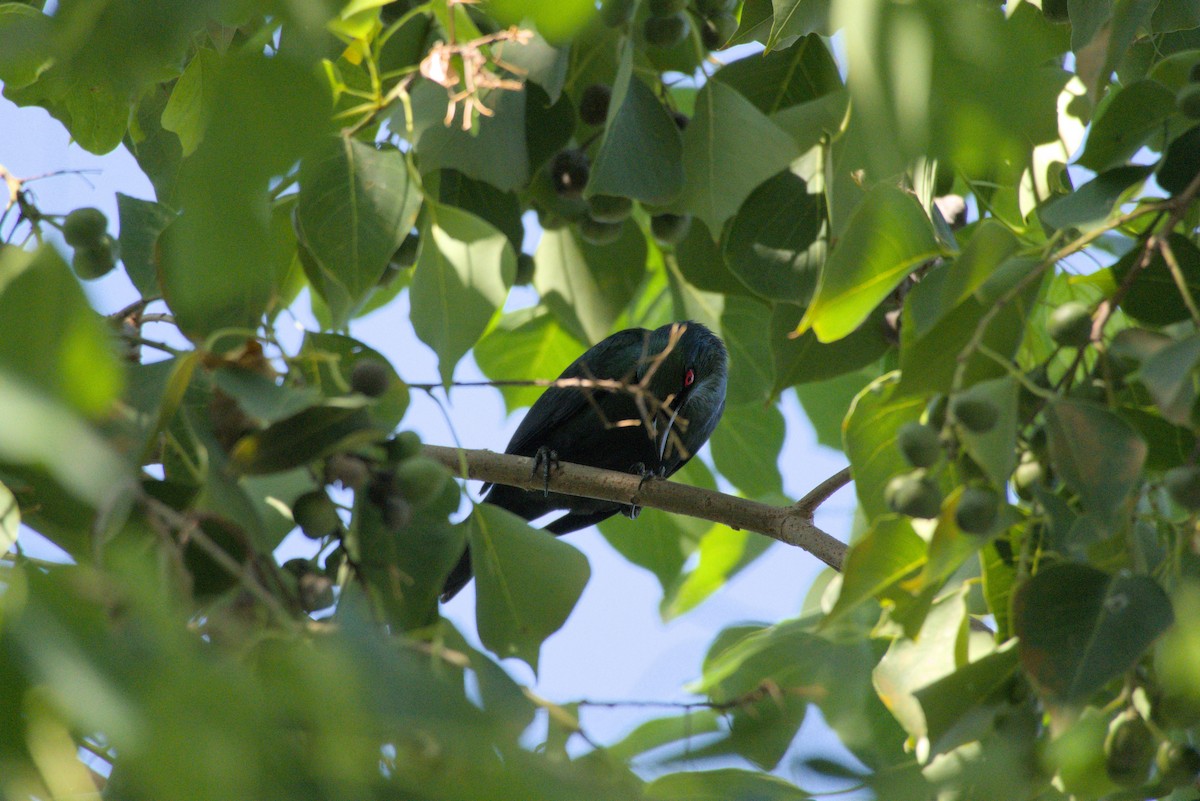 špaček rudooký - ML645373892