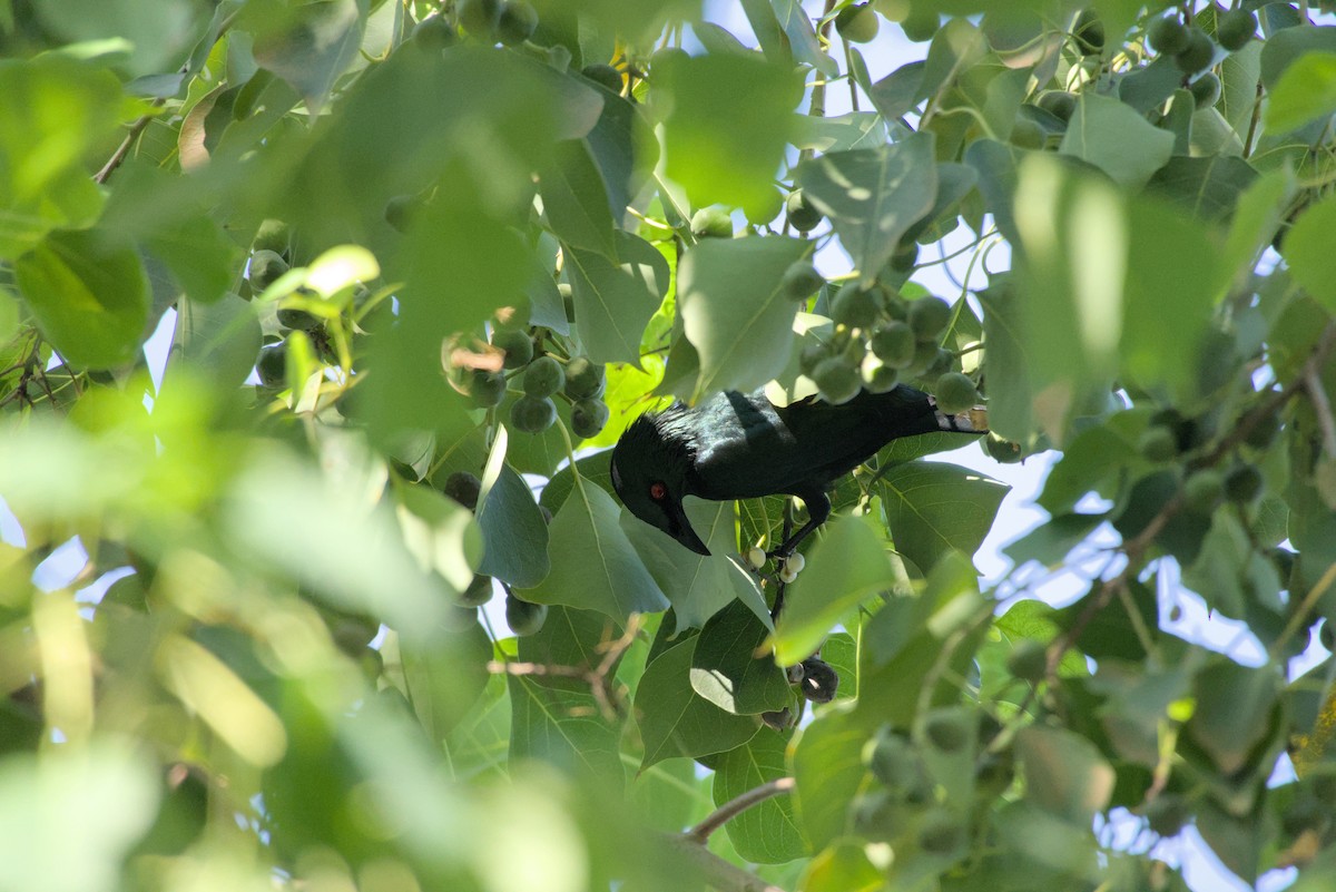 špaček rudooký - ML645373893