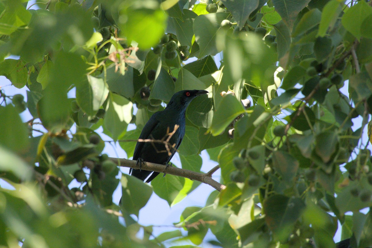 špaček rudooký - ML645373894