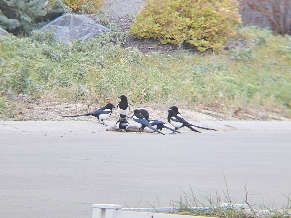 straka americká - ML645373898