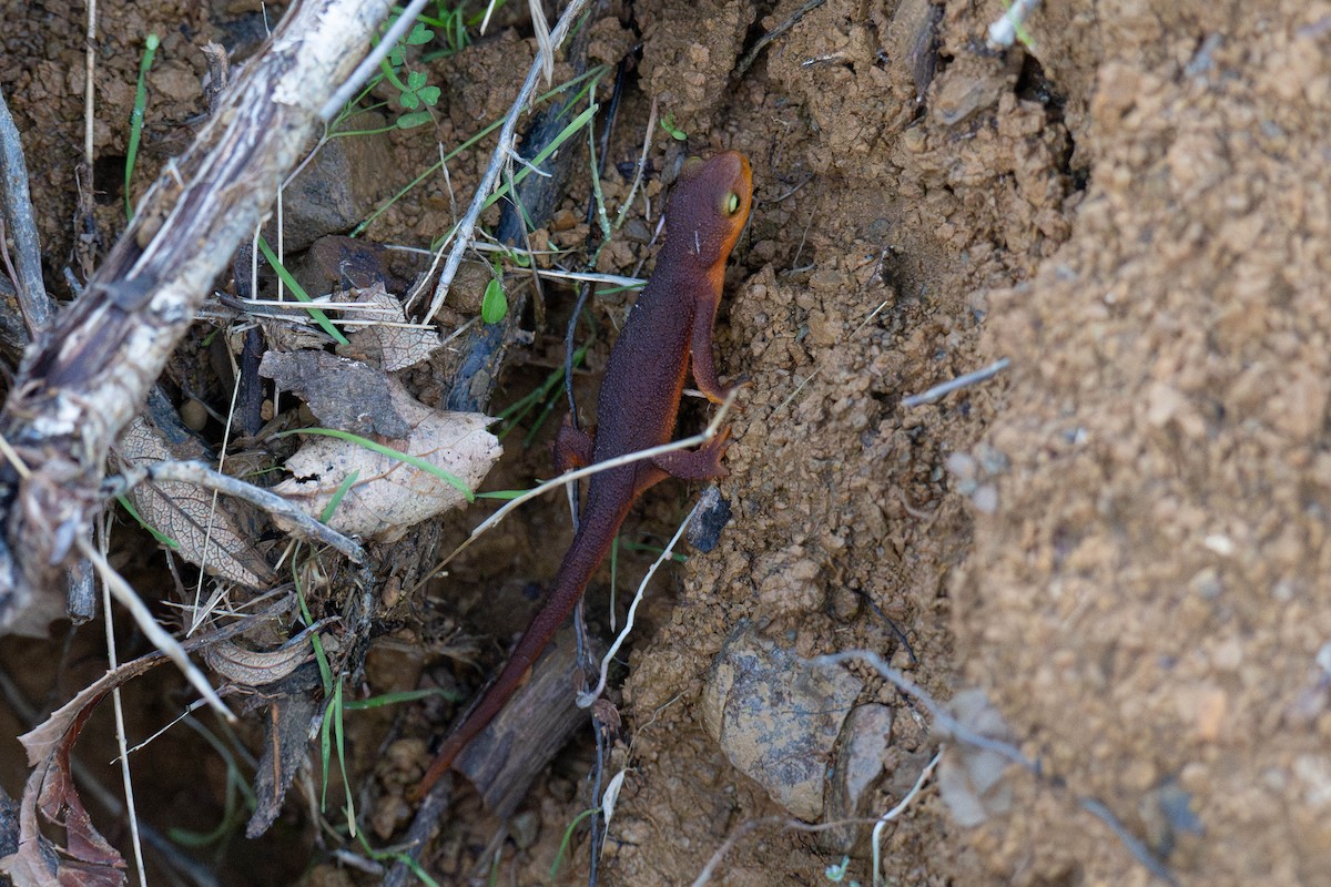California Newt - ML645373900