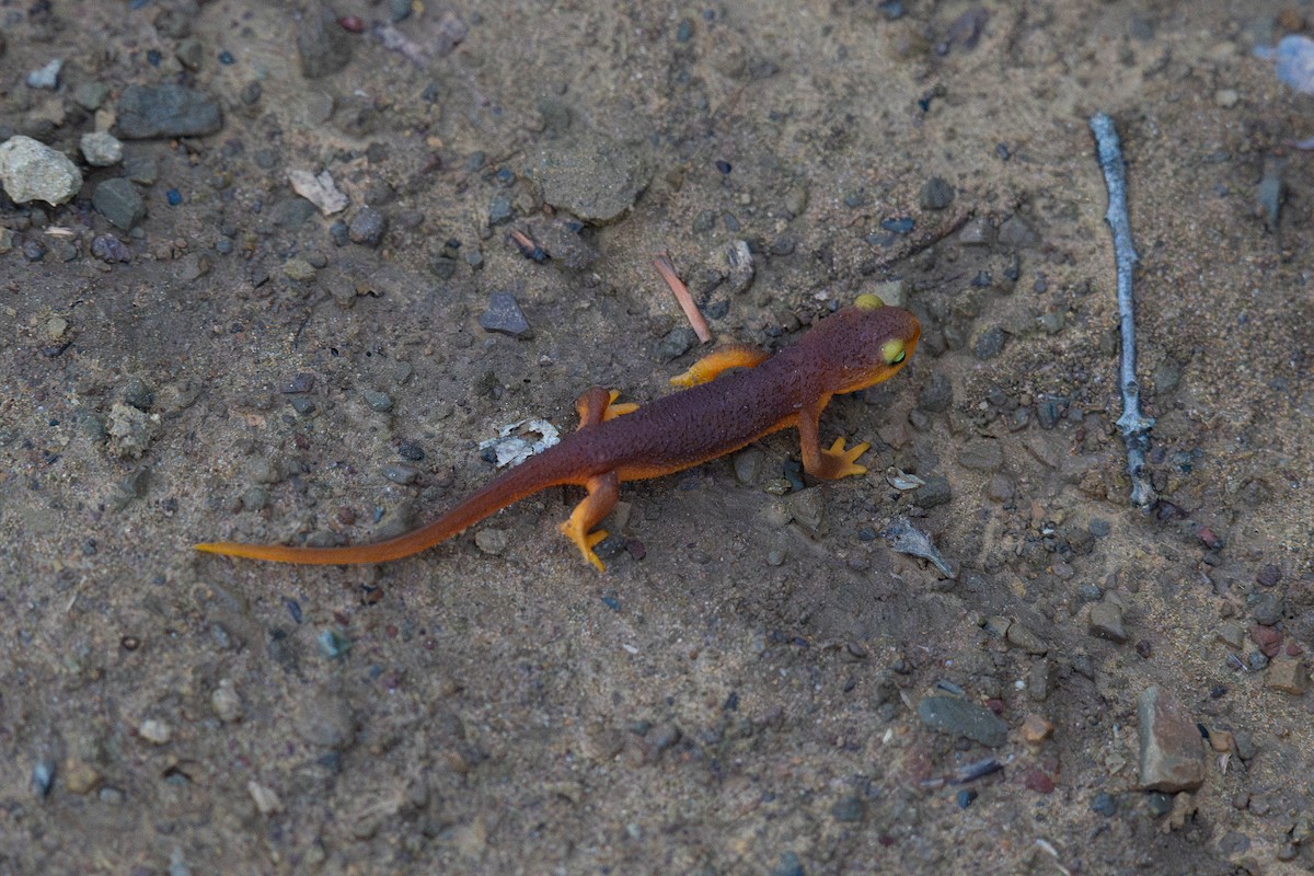 California Newt - ML645373901