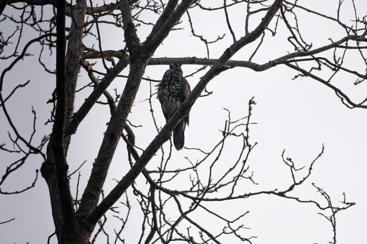 Harris's Hawk - ML645373904
