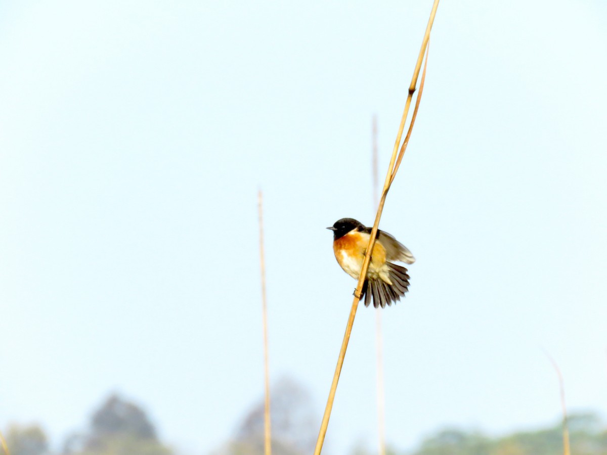 Pallasschwarzkehlchen - ML645373914