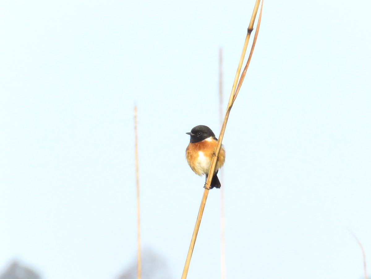 Pallasschwarzkehlchen - ML645373915