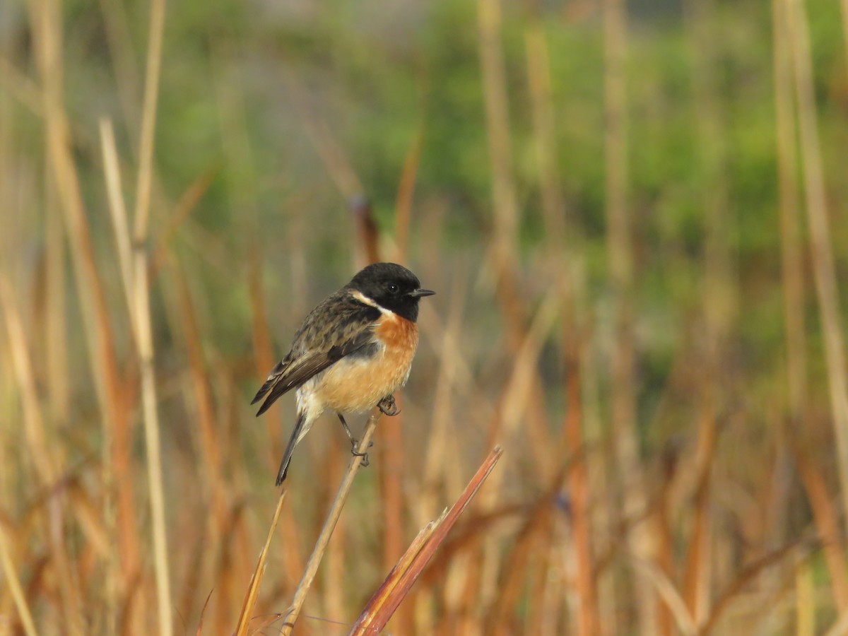 Pallasschwarzkehlchen - ML645373919