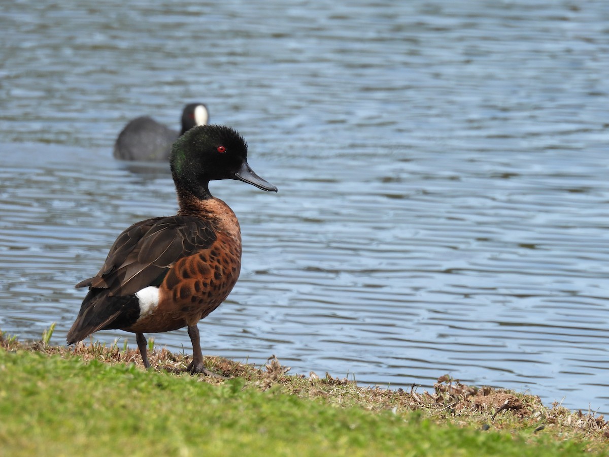Chestnut Teal - ML645373924