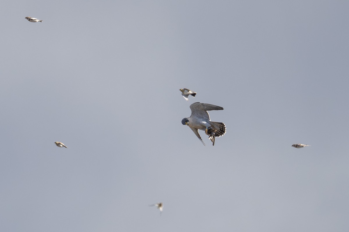 Peregrine Falcon (North American) - ML645373927