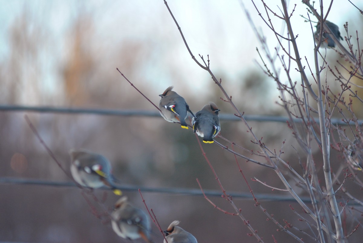 Bohemian Waxwing - ML645373929