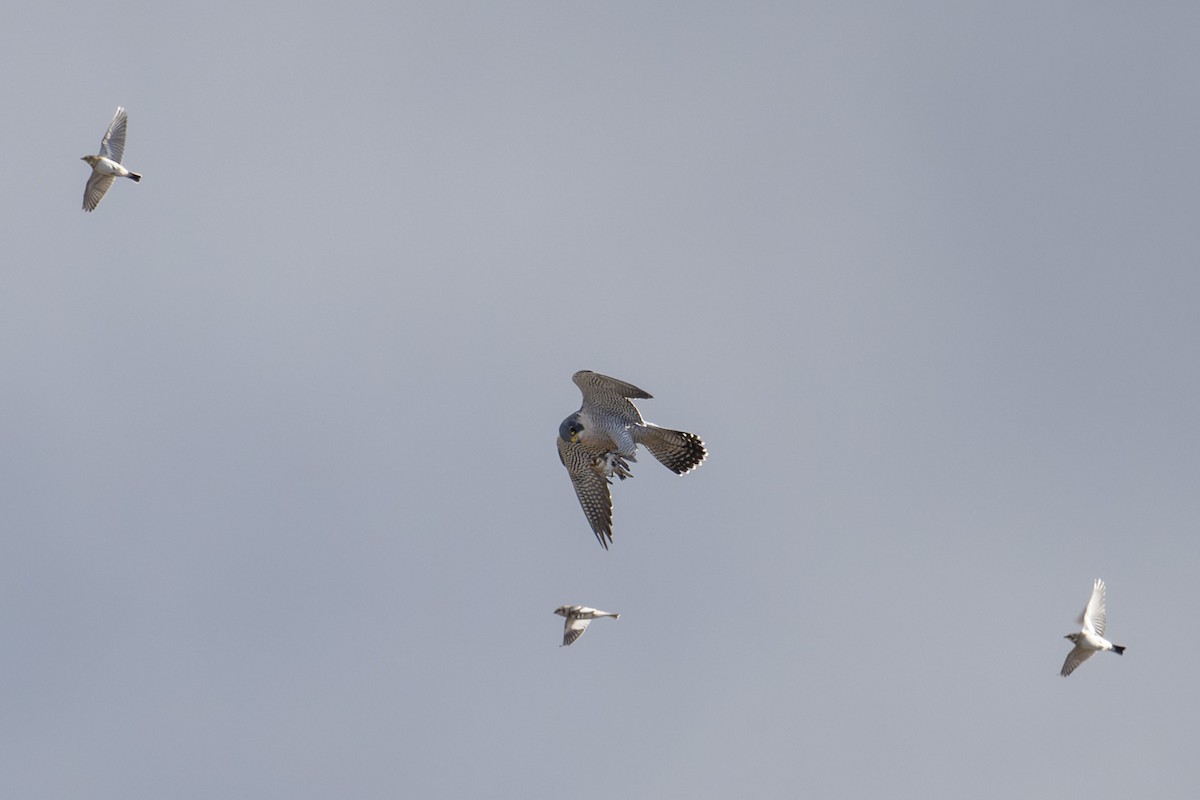 Peregrine Falcon (North American) - ML645373931