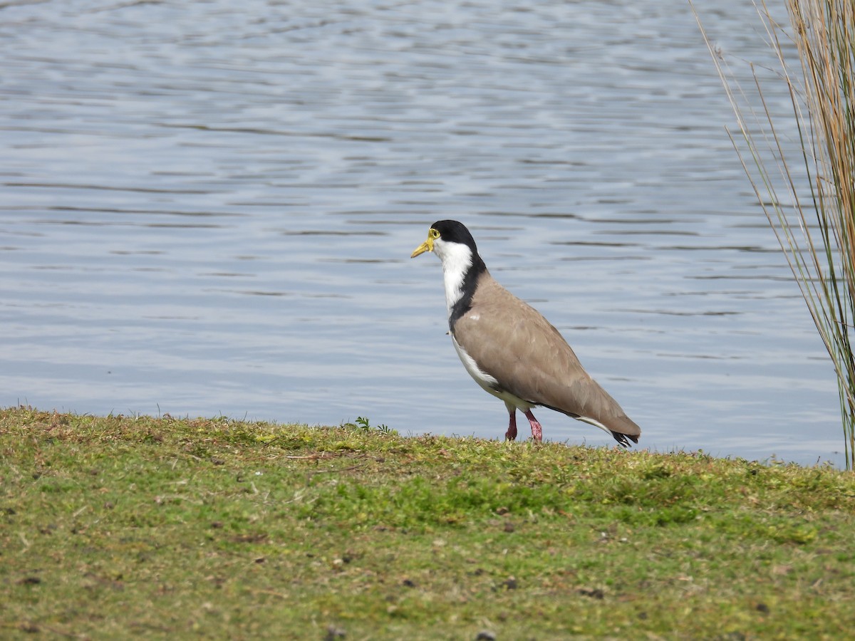 čejka australská (ssp. novaehollandiae) - ML645373946