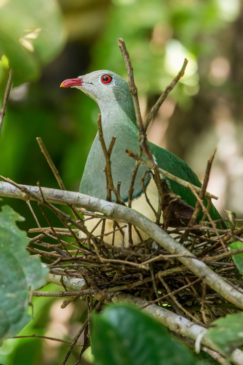 Cream-breasted Fruit-Dove - ML645373955